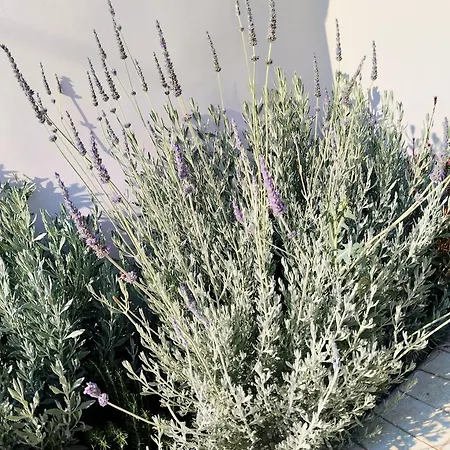 Appartamento Ellie's Guesthouse,