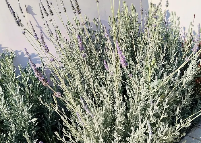 아파트 Ellie's Guesthouse,